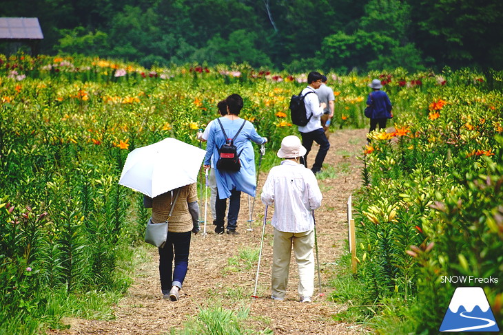 北海道最大級、213万輪のゆりの花！『オーンズ春香山ゆり園』